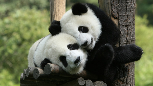Le panda